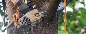 Best Tree Disease Treatment  in Laurel, VA