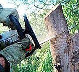 Laurel, VA Tree Services Company