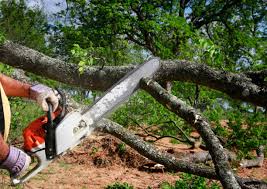 How Our Tree Care Process Works  in  Laurel, VA