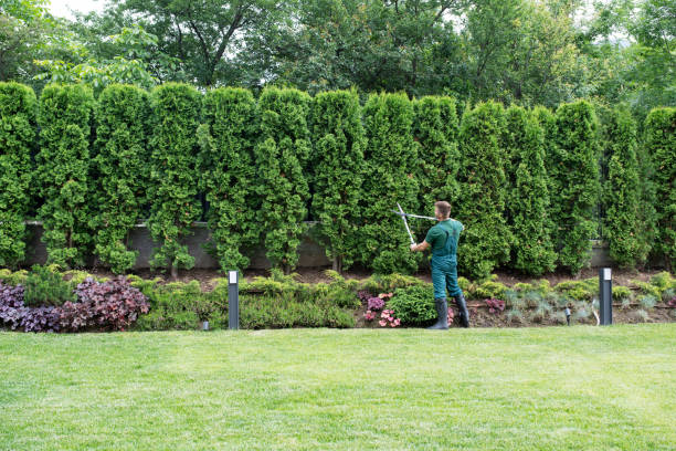Best Grass Overseeding  in Laurel, VA
