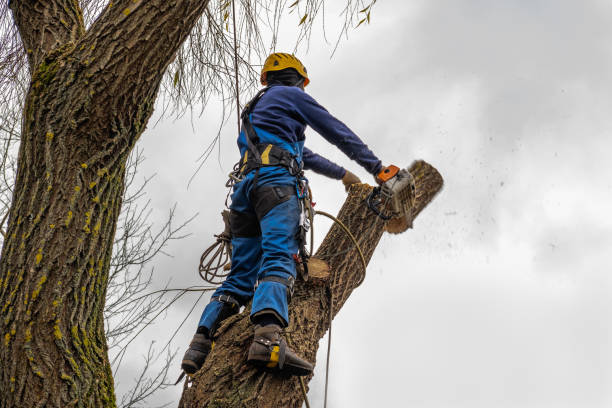 Best Tree Preservation Services  in Laurel, VA