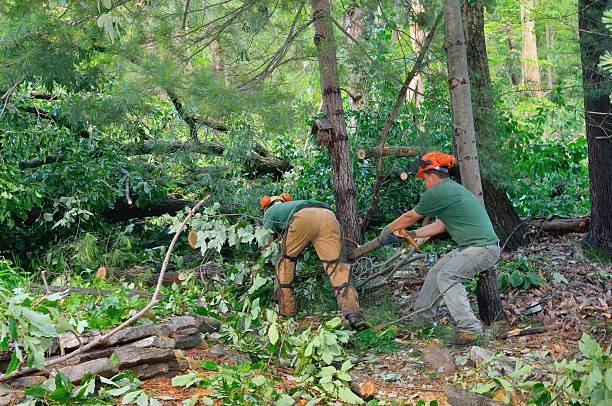 Best Commercial Tree Services  in Laurel, VA