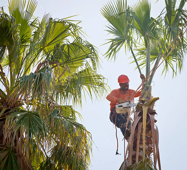 Best Fruit Tree Pruning  in Laurel, VA
