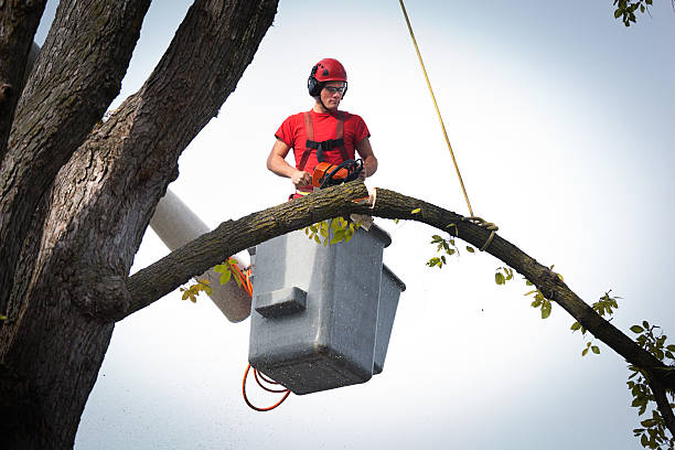 Best Tree Health Inspection  in Laurel, VA