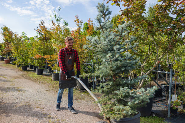 Best Tree Maintenance Programs  in Laurel, VA